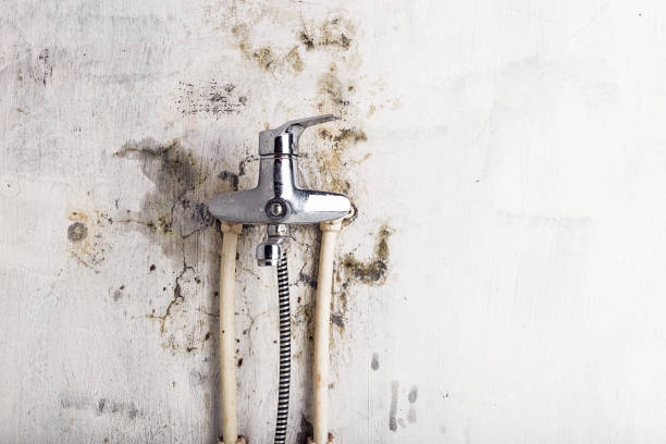 Best Emergency Mold Removal  in Carefree, AZ