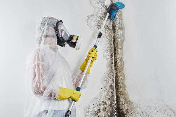 Best Mold Damage Repair  in Carefree, AZ
