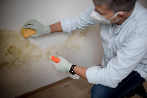 Mold Removal and Inspection in Carefree, AZ