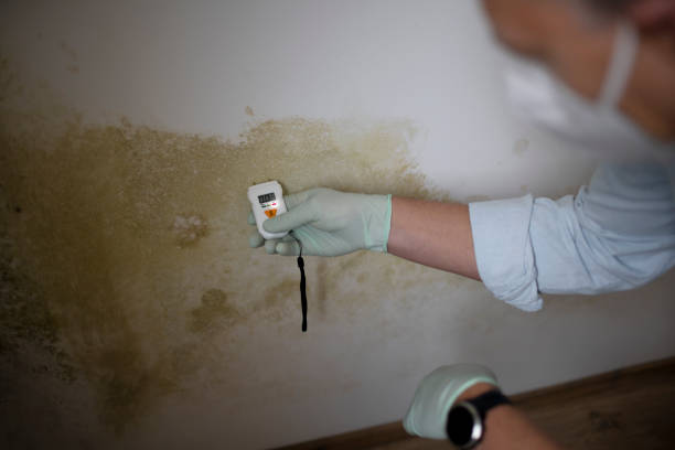 Best Mold Damage Repair  in Carefree, AZ