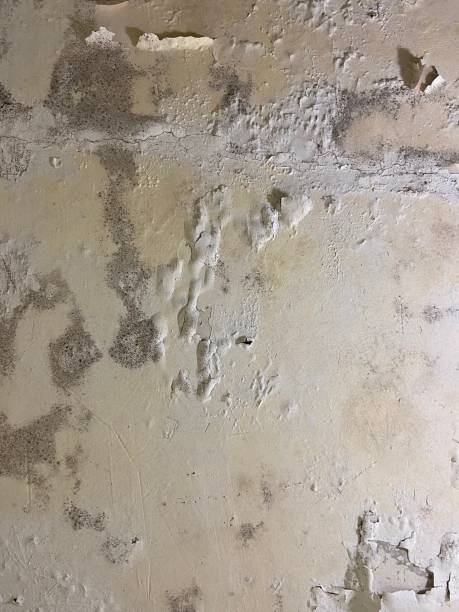 Attic Mold Removal in Carefree, AZ