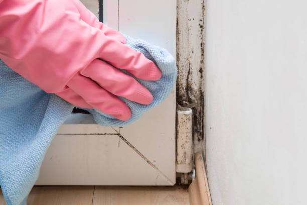 Best Black Mold Removal  in Carefree, AZ