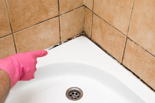 Best Toxic Mold Removal  in Carefree, AZ
